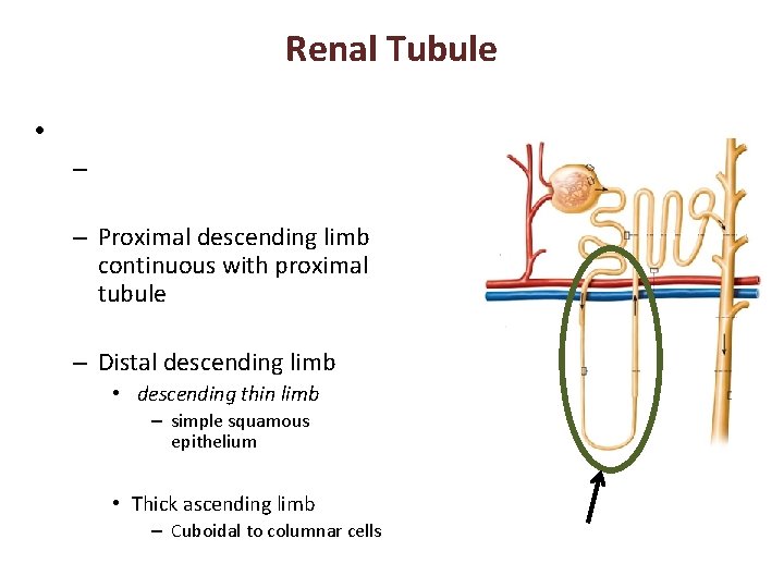 Renal Tubule • – – Proximal descending limb continuous with proximal tubule – Distal