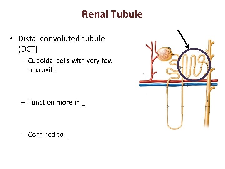 Renal Tubule • Distal convoluted tubule (DCT) – Cuboidal cells with very few microvilli