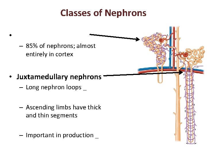 Classes of Nephrons • – 85% of nephrons; almost entirely in cortex • Juxtamedullary