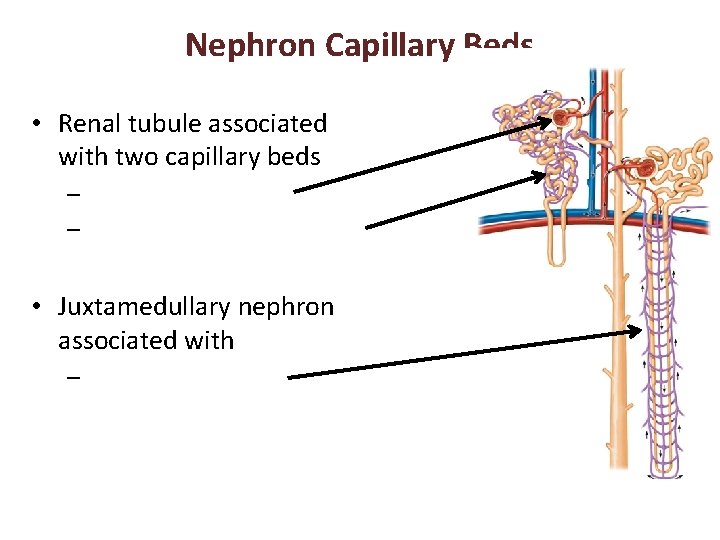 Nephron Capillary Beds • Renal tubule associated with two capillary beds – – •