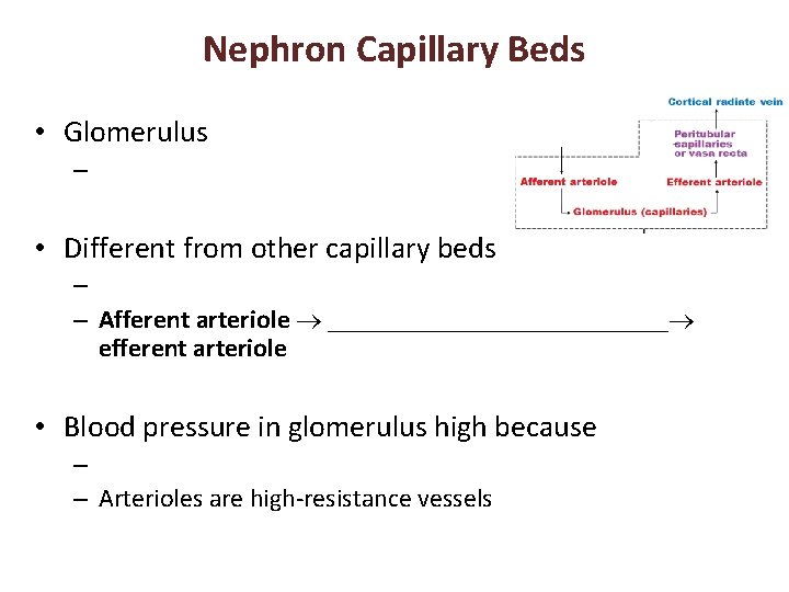 Nephron Capillary Beds • Glomerulus – • Different from other capillary beds – –