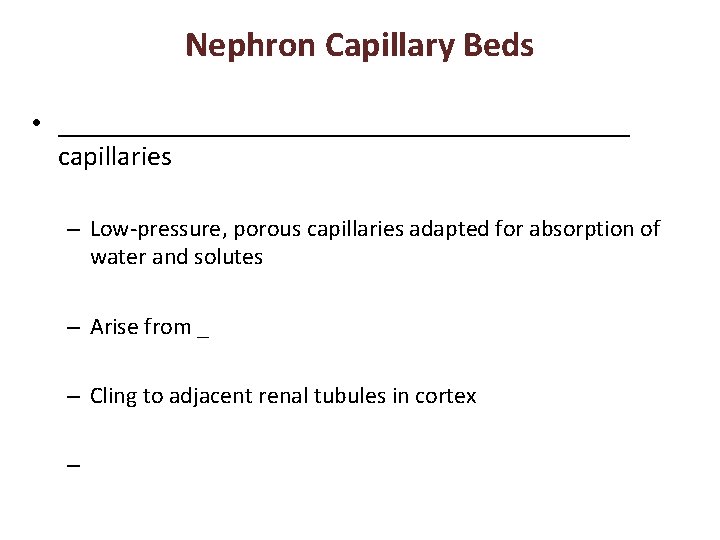 Nephron Capillary Beds • _____________________ capillaries – Low-pressure, porous capillaries adapted for absorption of
