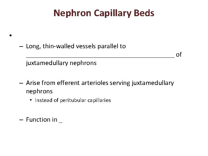 Nephron Capillary Beds • – Long, thin-walled vessels parallel to ______________________ of juxtamedullary nephrons