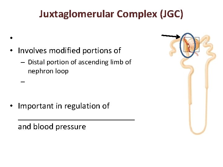 Juxtaglomerular Complex (JGC) • • Involves modified portions of – Distal portion of ascending