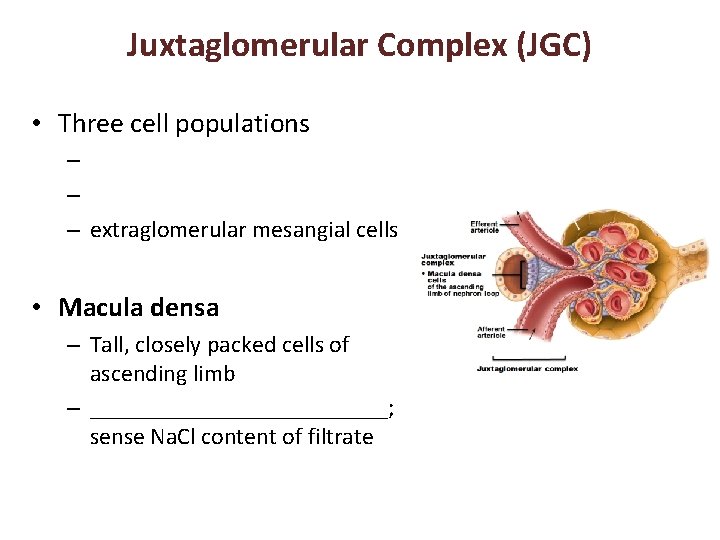 Juxtaglomerular Complex (JGC) • Three cell populations – – – extraglomerular mesangial cells •