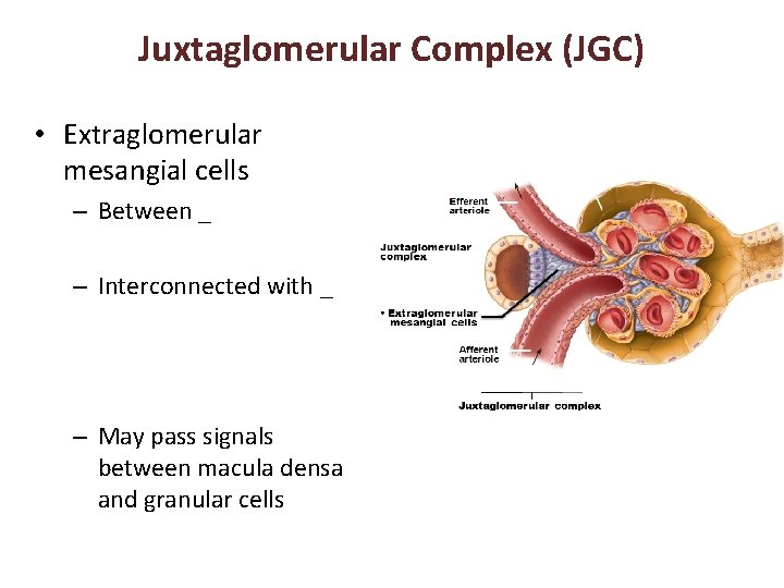 Juxtaglomerular Complex (JGC) • Extraglomerular mesangial cells – Between _ – Interconnected with _