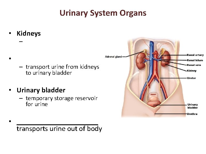 Urinary System Organs • Kidneys – • – transport urine from kidneys to urinary