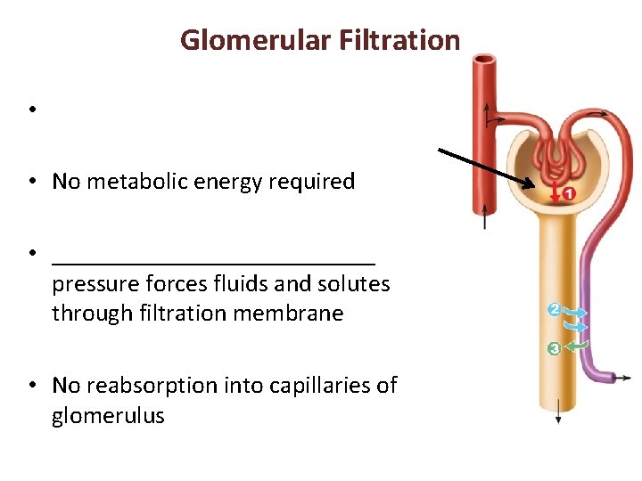 Glomerular Filtration • • No metabolic energy required • _____________ pressure forces fluids and