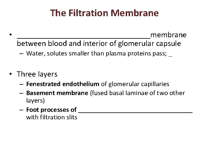 The Filtration Membrane • _________________membrane between blood and interior of glomerular capsule – Water,