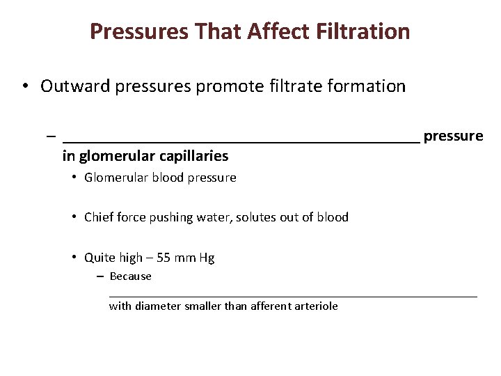 Pressures That Affect Filtration • Outward pressures promote filtrate formation – ______________________ pressure in