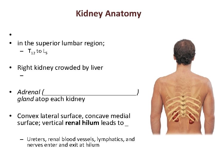 Kidney Anatomy • • in the superior lumbar region; – T 12 to L