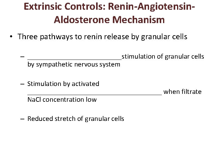 Extrinsic Controls: Renin-Angiotensin. Aldosterone Mechanism • Three pathways to renin release by granular cells
