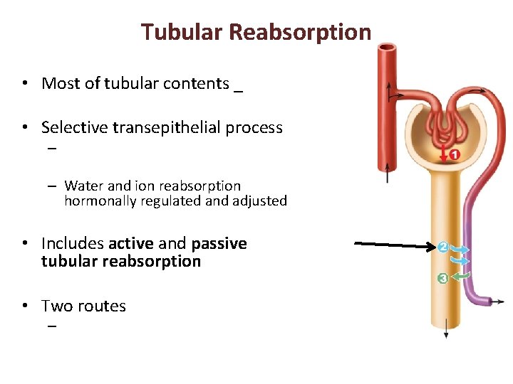 Tubular Reabsorption • Most of tubular contents _ • Selective transepithelial process – –