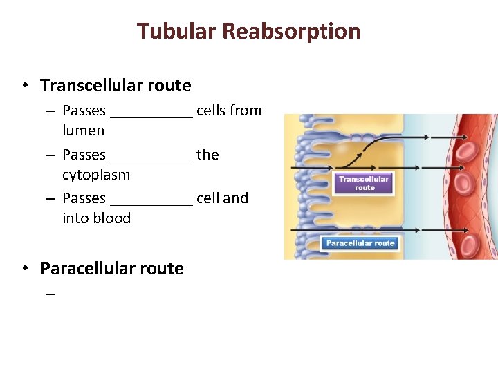 Tubular Reabsorption • Transcellular route – Passes _____ cells from lumen – Passes _____