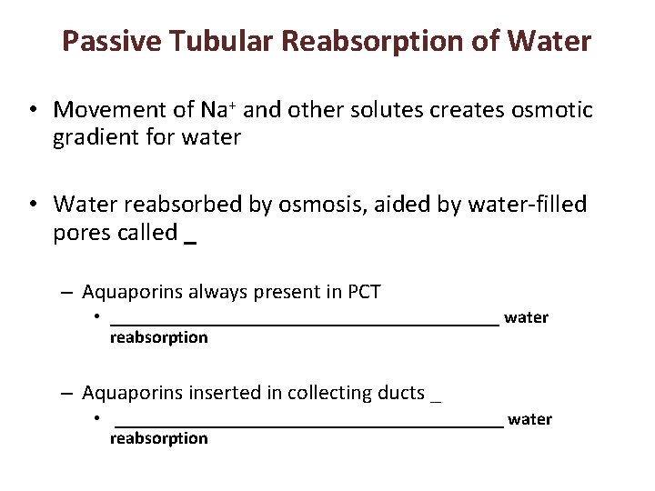 Passive Tubular Reabsorption of Water • Movement of Na+ and other solutes creates osmotic