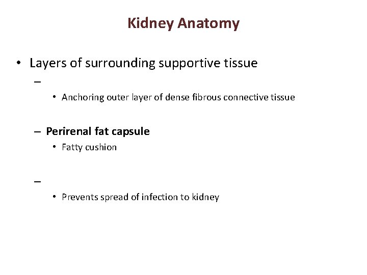 Kidney Anatomy • Layers of surrounding supportive tissue – • Anchoring outer layer of