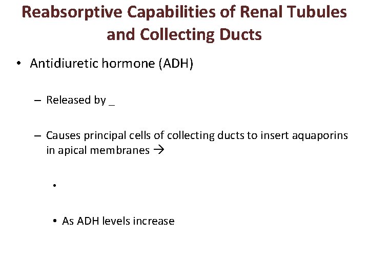 Reabsorptive Capabilities of Renal Tubules and Collecting Ducts • Antidiuretic hormone (ADH) – Released
