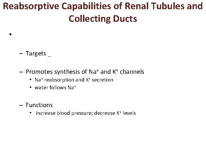 Reabsorptive Capabilities of Renal Tubules and Collecting Ducts • – Targets _ – Promotes