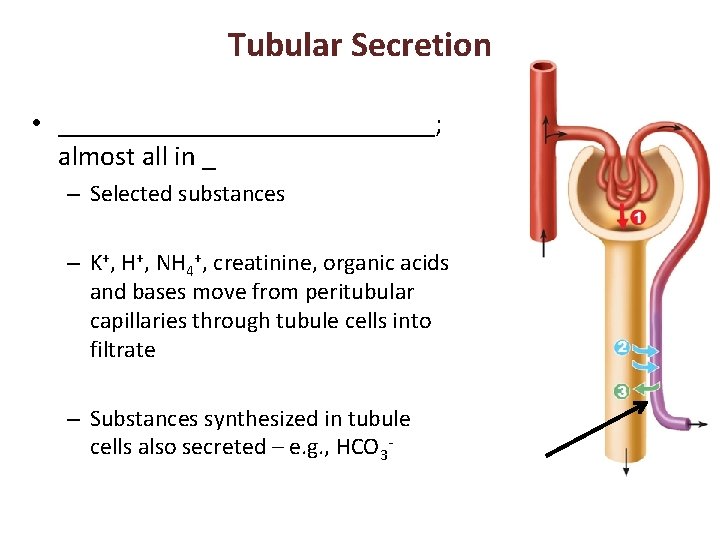 Tubular Secretion • ______________; almost all in _ – Selected substances – K+, H+,