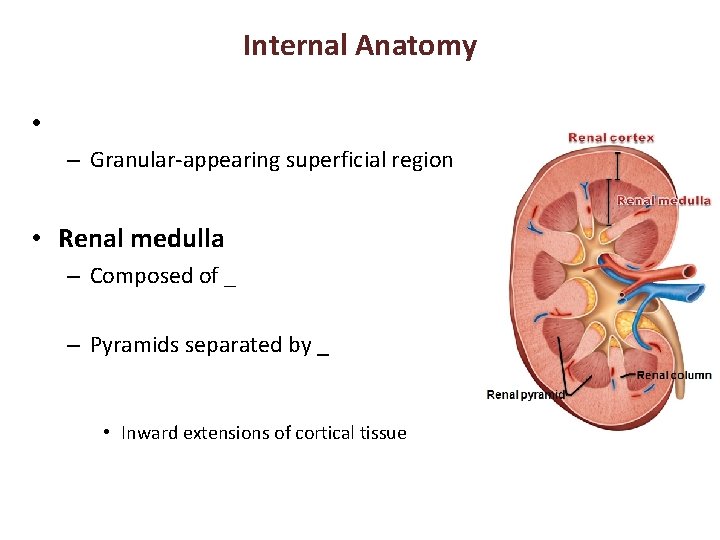 Internal Anatomy • – Granular-appearing superficial region • Renal medulla – Composed of _