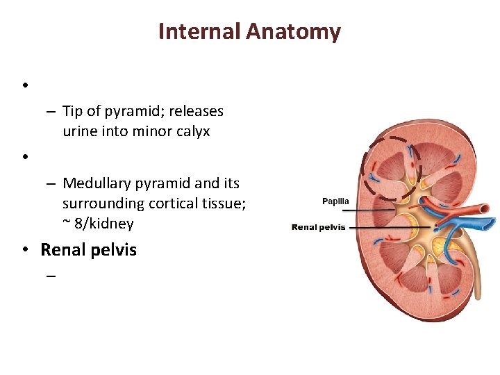 Internal Anatomy • – Tip of pyramid; releases urine into minor calyx • –