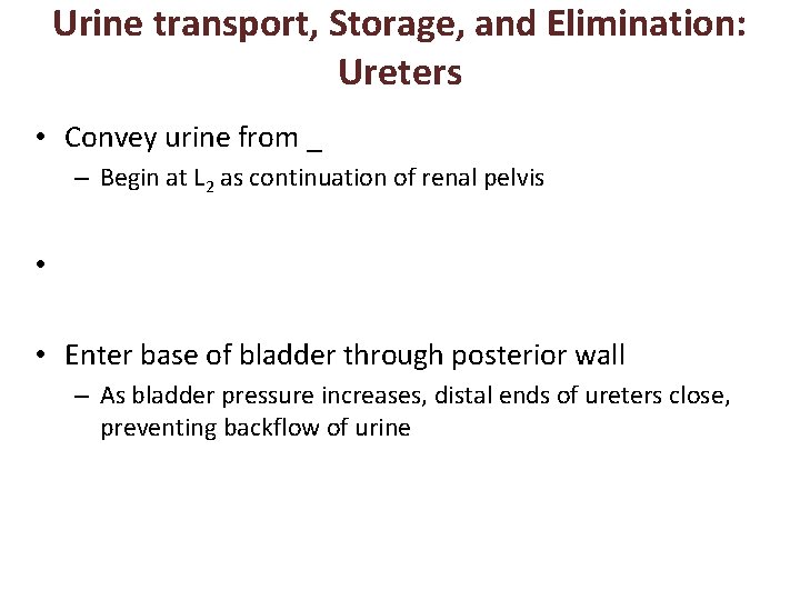 Urine transport, Storage, and Elimination: Ureters • Convey urine from _ – Begin at