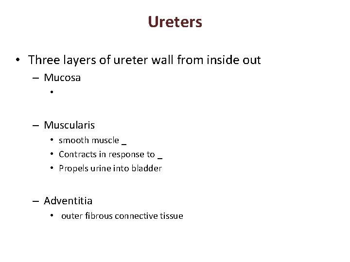 Ureters • Three layers of ureter wall from inside out – Mucosa • –