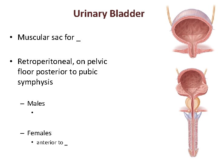 Urinary Bladder • Muscular sac for _ • Retroperitoneal, on pelvic floor posterior to