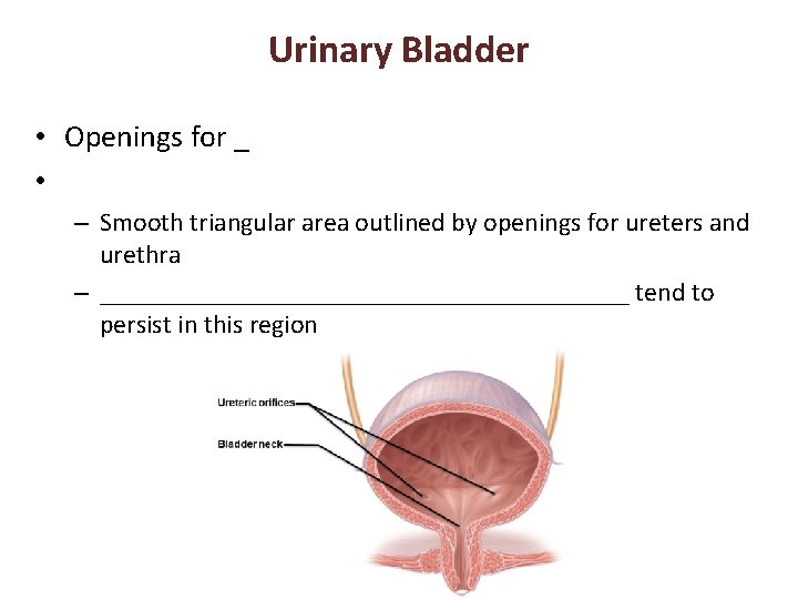 Urinary Bladder • Openings for _ • – Smooth triangular area outlined by openings