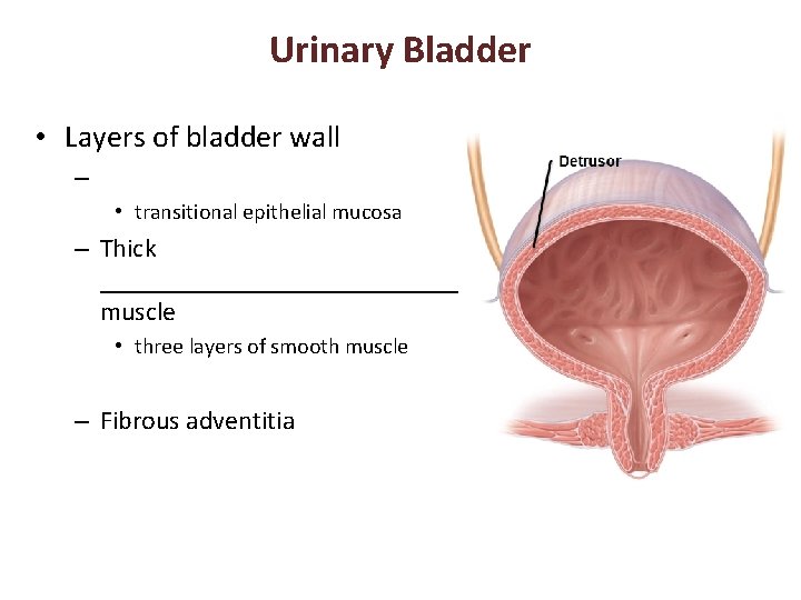 Urinary Bladder • Layers of bladder wall – • transitional epithelial mucosa – Thick