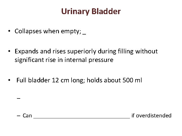 Urinary Bladder • Collapses when empty; _ • Expands and rises superiorly during filling