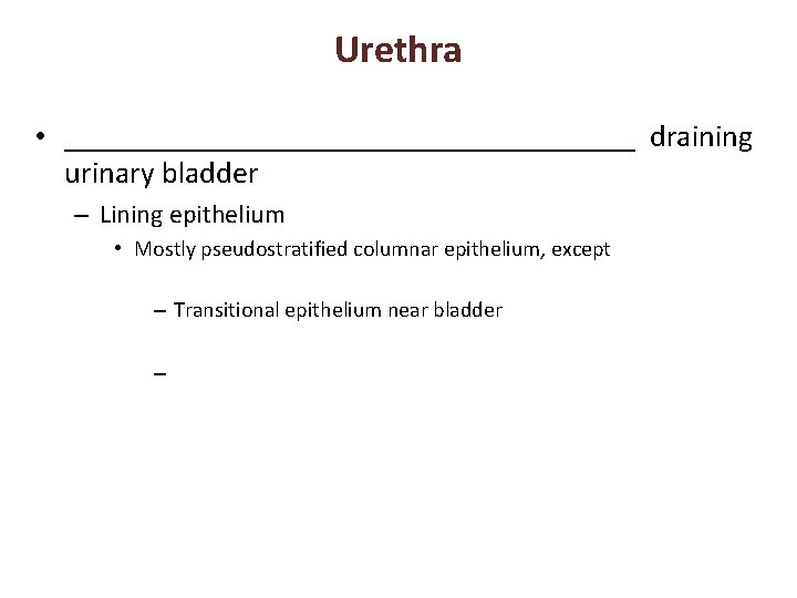 Urethra • ___________________ draining urinary bladder – Lining epithelium • Mostly pseudostratified columnar epithelium,