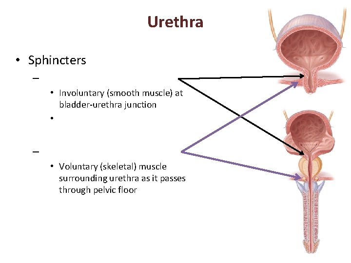 Urethra • Sphincters – • Involuntary (smooth muscle) at bladder-urethra junction • – •