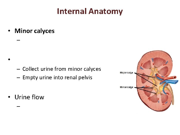 Internal Anatomy • Minor calyces – • – Collect urine from minor calyces –