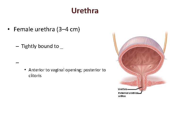 Urethra • Female urethra (3– 4 cm) – Tightly bound to _ – •