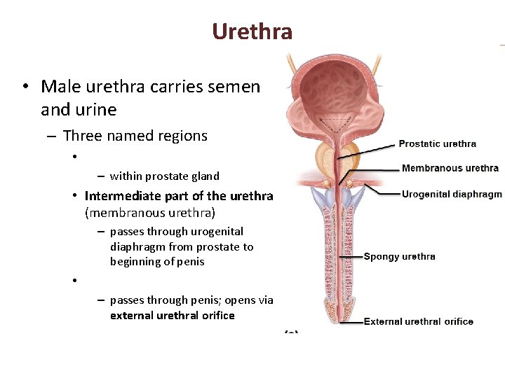 Urethra • Male urethra carries semen and urine – Three named regions • –