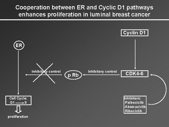 Cooperation between ER and Cyclic D 1 pathways enhances proliferation in luminal breast cancer