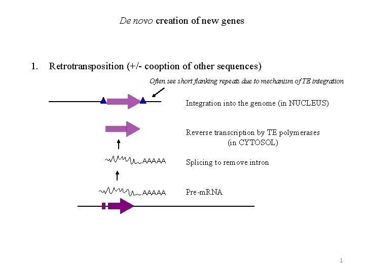 De novo creation of new genes 1. Retrotransposition (+/- cooption of other sequences) Often