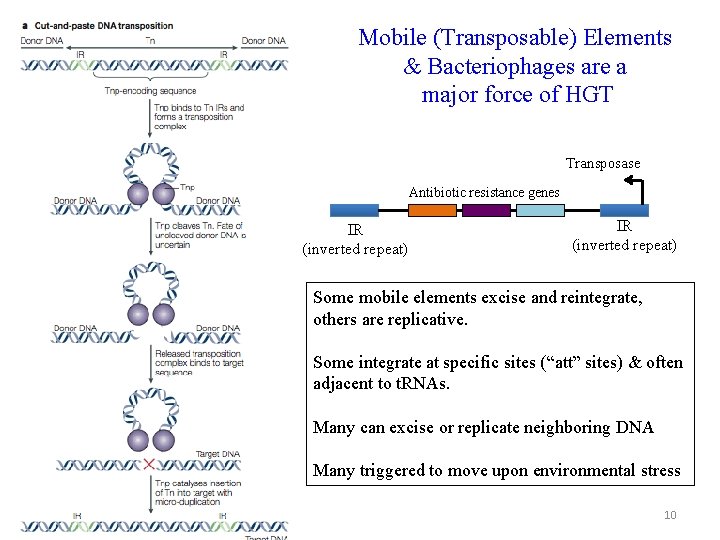 Mobile (Transposable) Elements & Bacteriophages are a major force of HGT Transposase Antibiotic resistance