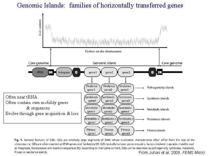 Genomic Islands: families of horizontally transferred genes Often near t. RNA Often contain own