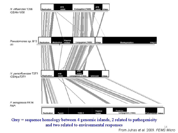 Grey = sequence homology between 4 genomic islands, 2 related to pathogenicity and two