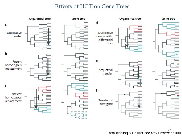 Effects of HGT on Gene Trees 17 From Keeling & Palmer Nat Rev Genetics