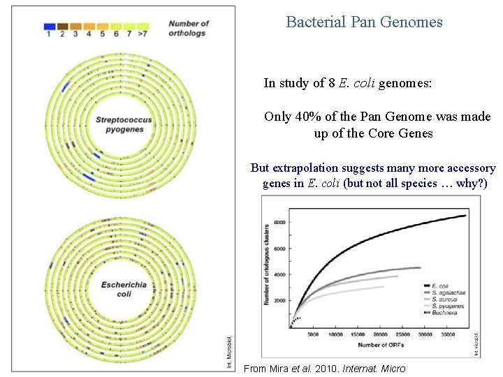 Bacterial Pan Genomes In study of 8 E. coli genomes: Only 40% of the