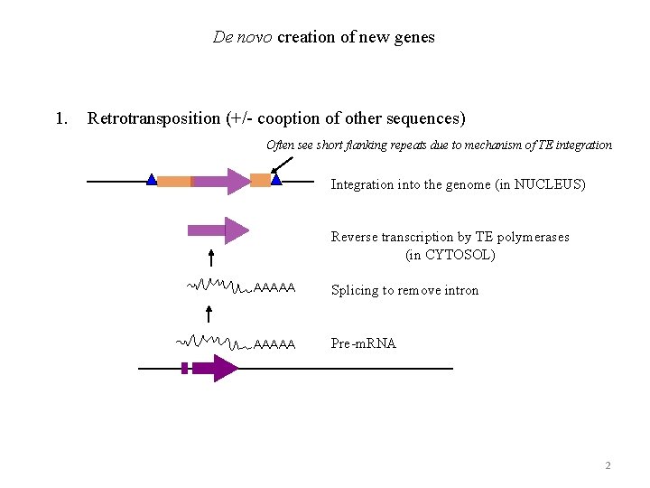 De novo creation of new genes 1. Retrotransposition (+/- cooption of other sequences) Often