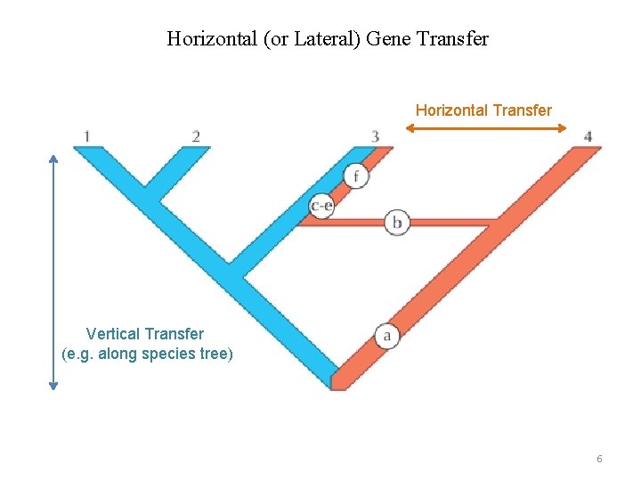 Horizontal (or Lateral) Gene Transfer Horizontal Transfer Vertical Transfer (e. g. along species tree)