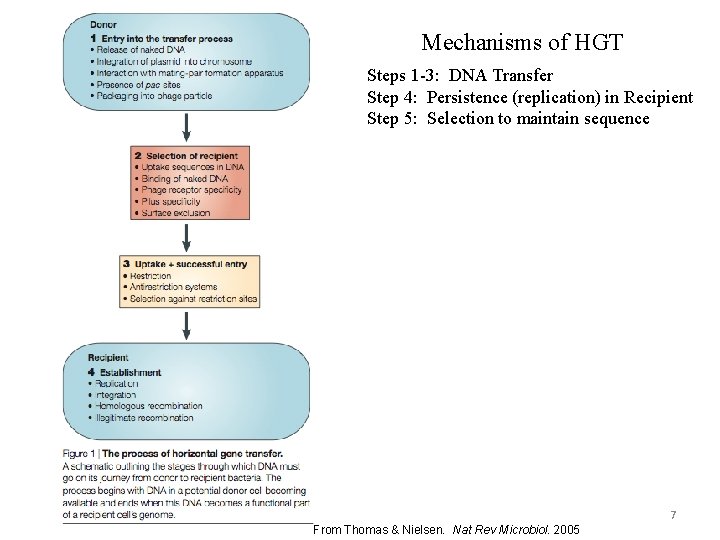 Mechanisms of HGT Steps 1 -3: DNA Transfer Step 4: Persistence (replication) in Recipient