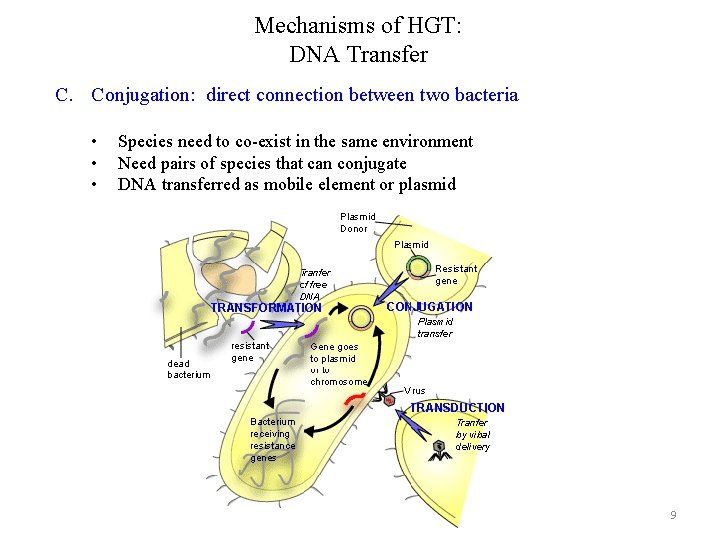Mechanisms of HGT: DNA Transfer C. Conjugation: direct connection between two bacteria • •