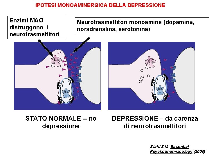 IPOTESI MONOAMINERGICA DELLA DEPRESSIONE Enzimi MAO distruggono i neurotrasmettitori Neurotrasmettitori monoamine (dopamina, noradrenalina, serotonina)