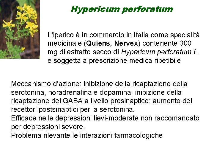 Hypericum perforatum L'iperico è in commercio in Italia come specialità medicinale (Quiens, Nervex) contenente