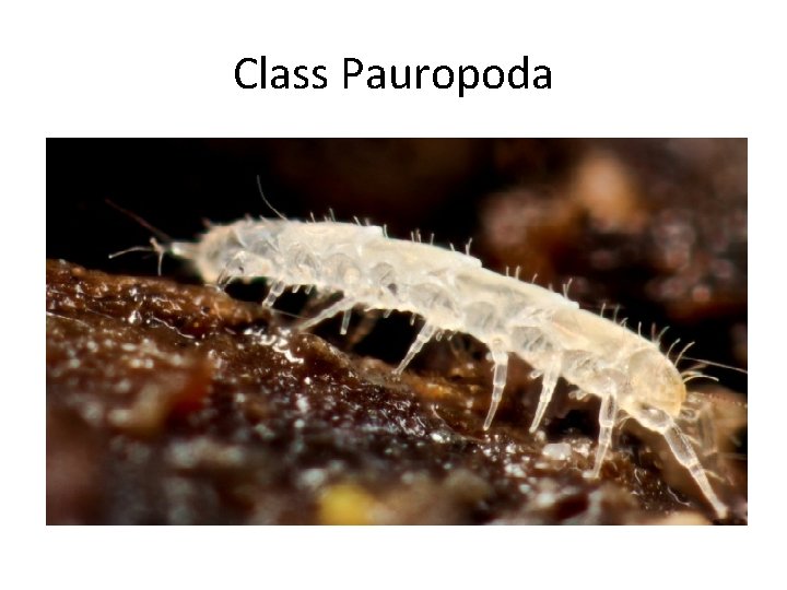 Class Pauropoda 
